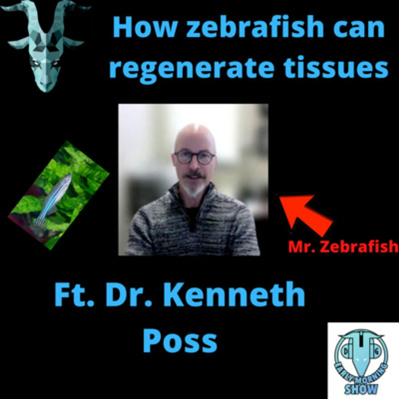 Mr. Zebrafish (Dr. Kenneth Poss) talks about how zebrafish can regenerate fins and hearts.